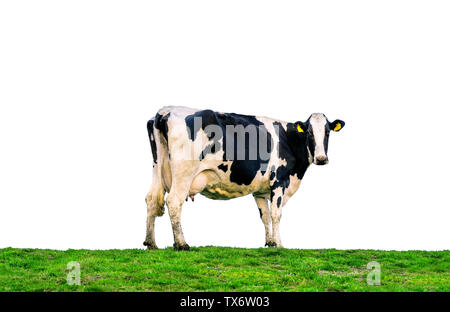 Les vaches debout sur le champ vert. Les vaches isolé sur fond blanc. Banque D'Images