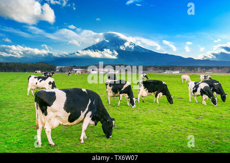 Les vaches mangent de l'herbe luxuriante sur le champ vert en face de la montagne Fuji, au Japon. Banque D'Images
