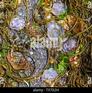 Castlehaven, West Cork, Irlande, 24 juin 2019, le temps de réchauffement a entraîné des nuées de méduses à terre sur la marée, ils peuvent encore sting si l'imprudent se dresse sur un pied. Aphperspective crédit/ Alamy Live News Banque D'Images