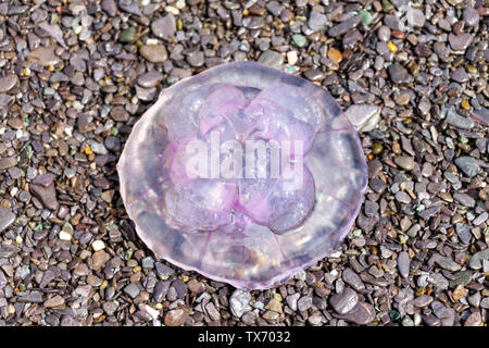 Castlehaven, West Cork, Irlande, 24 juin 2019, le temps de réchauffement a entraîné des nuées de méduses à terre sur la marée, ils peuvent encore sting si l'imprudent se dresse sur un pied. Aphperspective crédit/ Alamy Live News Banque D'Images