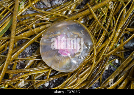 Castlehaven, West Cork, Irlande, 24 juin 2019, le temps de réchauffement a entraîné des nuées de méduses à terre sur la marée, ils peuvent encore sting si l'imprudent se dresse sur un pied. Aphperspective crédit/ Alamy Live News Banque D'Images