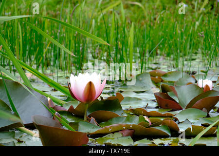 West Sussex, UK. Grand nénuphar rose pâle(Nymphaeaceae fleurs) sortant de l'étang de la faune au début de l'été. Banque D'Images