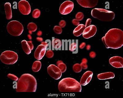 Médicalement en rendu 3d illustration précise des cellules sanguines humaines Banque D'Images