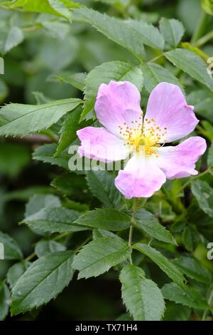 West Sussex, UK. Dog Rose (rosa canina) en fleurs dans les bois au début de l'été Banque D'Images