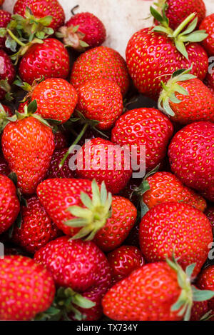 Fraises fraîches bio dans le panier en bois. Banque D'Images