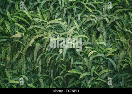 Mur recouvert de feuilles vertes et jaunes. Natural Background Banque D'Images