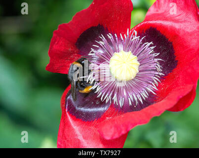 Un Buff-Tailed collecte Bumblebee de nectar de fleur de pavot à opium un dans un jardin en Alsager Cheshire England Royaume-Uni UK Banque D'Images