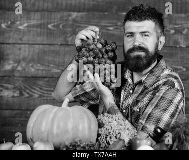 Légumes organic harvest. Farmer fiers de récolter les légumes et les raisins. Concept de culture et de récolte. L'homme détient fond de bois barbu raisins. Récolte de chez nous avec l'agriculteur sur la table. Banque D'Images