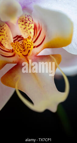 Orchidée, fleur, amazing tournage en fond noir avec des gouttes d'eau sur les pétales Banque D'Images