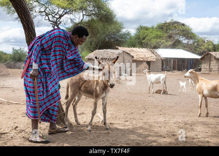 Homme massaï avec un bébé âne Banque D'Images