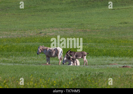 Un bébé âne frotte son nez sur sa tête mamans pour dorloter pendant qu'elle jette dans l'herbe des prairies à côté d'un autre âne à Custer State Park, dans le Dakota du Sud. Banque D'Images