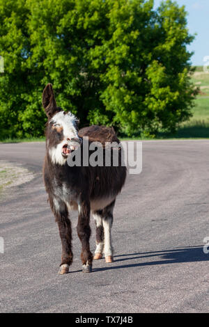 Un âne sauvage avec un visage blanc et les cheveux bruns se tient au soleil et bâille à Custer State Park, dans le Dakota du Sud. Banque D'Images