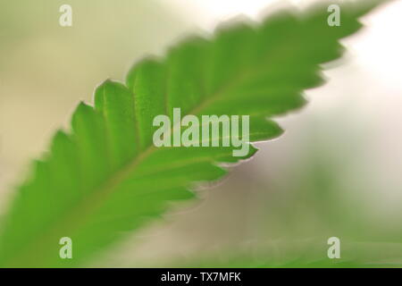 Les plants de marijuana médicale vert close up Banque D'Images