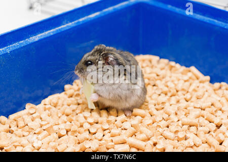 Hamster mange peu et est assis dans sa chambre sur la litière Banque D'Images