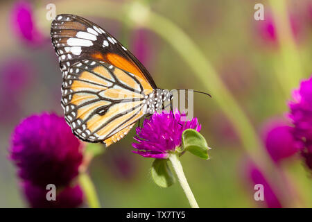 Tigre commun papillon sur la fleur Banque D'Images