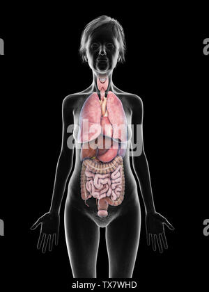 Médicalement en rendu 3d illustration précise d'un aîné d'organes femelles Banque D'Images