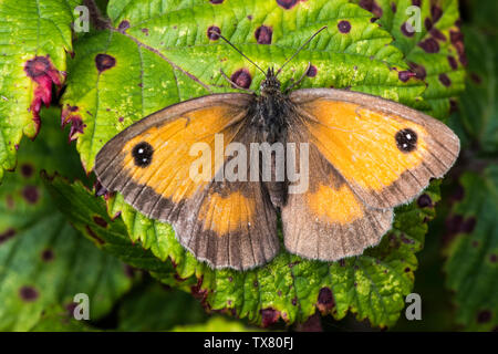 Gatekeeper papillon sur feuille bramble tacheté, ailes ouvertes Banque D'Images