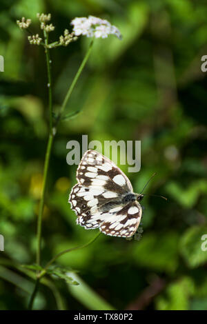 Papillon blanc marbré, ailes ouvertes, reposant sur des fleurs sauvages blanc avec fond vert floue Banque D'Images