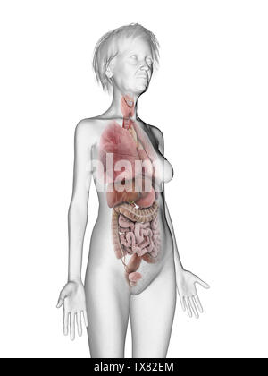 Médicalement en rendu 3d illustration précise d'un aîné d'organes femelles Banque D'Images