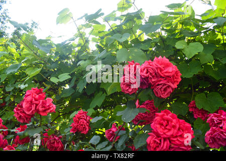 Photo en gros plan de rose rouge vif dans le jardin. Lilium (dont des représentants sont de véritables lilies) est une espèce d'ampoule de croissance des plantes à fleurs Banque D'Images