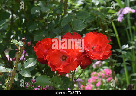 Photo en gros plan de rose rouge vif dans le jardin. Lilium (dont des représentants sont de véritables lilies) est une espèce d'ampoule de croissance des plantes à fleurs Banque D'Images