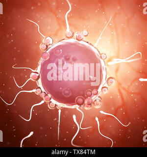 Médicalement en rendu 3d illustration précise du sperme autour d'un ovule Banque D'Images