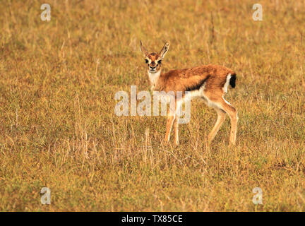 La gazelle de Thomson bébé faon, Eudorcas thomsonii, à la caméra en vulnérables isolées. Le Masai Mara National Reserve, Kenya, Afrique de l'Est Banque D'Images