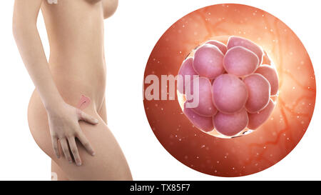Femme enceinte avec l'utérus visibles et 16 cellules embryon Banque D'Images