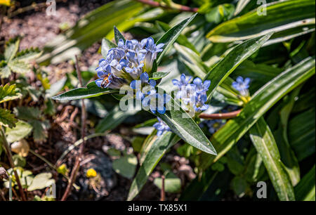 Italie Piémont Turin Valentino jardin botanique - Gentianaceae - Gentiana Parryi Engelm Banque D'Images