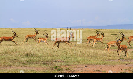 Troupeau d'impalas Aepyceros melampus grass course des plaines. Le Masai Mara National Reserve, Kenya, Afrique. Action avec ciel bleu et les collines au loin Banque D'Images