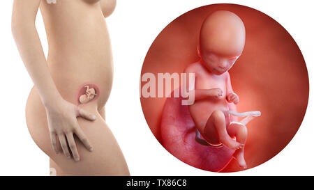 Femme enceinte avec l'utérus et le fœtus visible de la semaine 16 Banque D'Images
