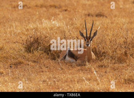 Eudorcas thomsonii gazelle de Thomson dans l'herbe au repos assis creuse le Masai Mara National Reserve Kenya Afrique de l'Est Banque D'Images