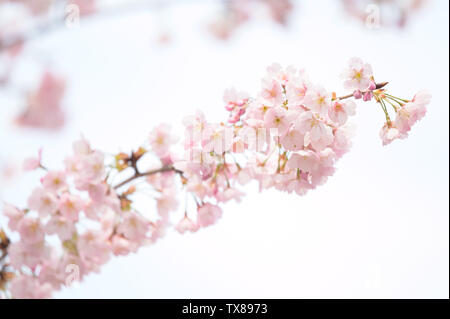 Cherry Blossom - Hejin Sakura Banque D'Images