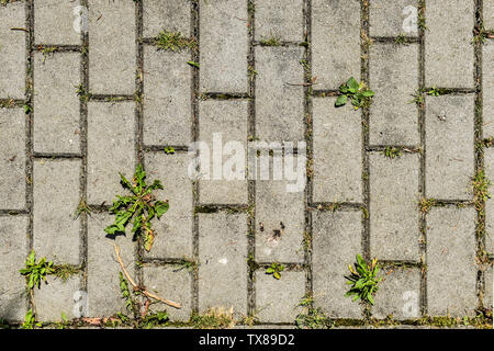 Le revêtement en béton coblestones texture sur le trottoir avec de petites plantes vertes et de l'herbe à travers Banque D'Images