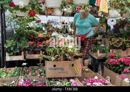 Belgrade, Serbie, 22 juin 2019 : marchande de fleurs femme au marché vert Zemun Banque D'Images