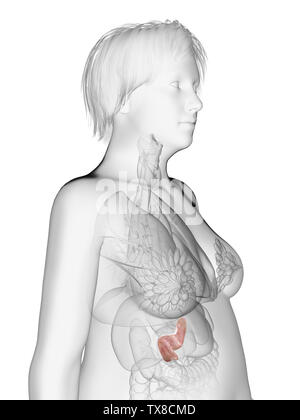 Rendu 3D précis médicalement obèses illustration d'un pancréas de womans Banque D'Images