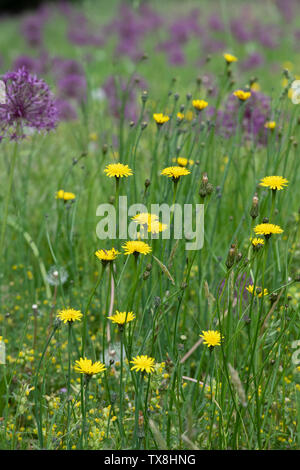 Le pissenlit et Allium dans un pré à RHS Wisley Gardens, Surrey, UK Banque D'Images