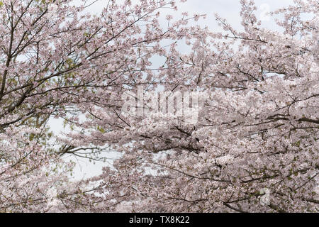 Les fleurs de cerisier dans Touzhu Banque D'Images