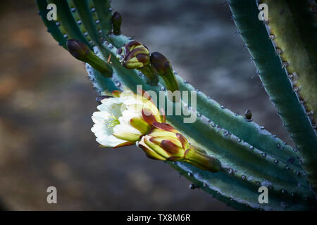 La floraison cactus dans le Jardin botanique de Madère, Funchal, Madeira, Portugal Banque D'Images