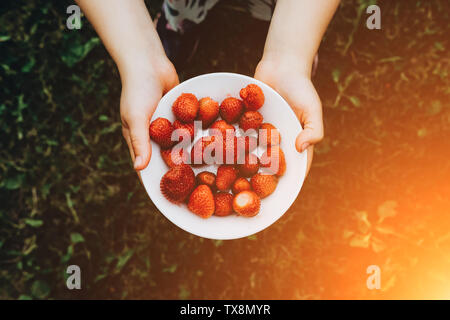 Maintenant la plaque de fraises dans les mains. Produits biologiques, naturels. Fruits frais en salade. Gâteries estivales. Les cultures de l'agriculture venu. Pile de baies libre. Régime végétarien sain Banque D'Images