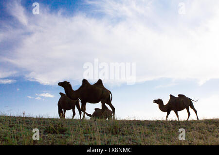 En été, un pâturage sur le désert de Gobi bimodale à Fuyun County, au Xinjiang Banque D'Images