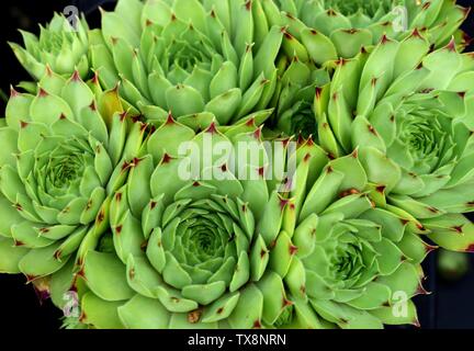 Libre de rosettes de Sempervivum Limelight. Banque D'Images