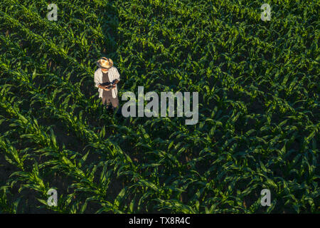 Fermier maïs avec commande à distance de drones dans le champ. En utilisant la technologie innovatrice moderne dans l'agriculture et de l'agriculture intelligente. Banque D'Images