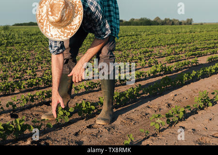 Exploitant agricole travaillant sur le développement des cultures de plantation, l'examen dans les premiers stades de croissance, responsable de l'agriculture biologique les plantes de soja. Banque D'Images