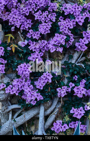 Fleurs de bougainvilliers dans le Jardin botanique de Madère, Funchal, Madeira, Portugal, Union européenne Banque D'Images