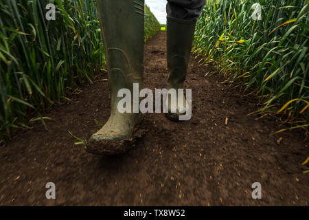 Agriculteur en bottes de caoutchouc marche à travers champ de blé boueux et envisager le développement de cultures céréalières après de fortes pluies, low angle view Banque D'Images