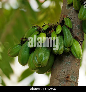 Averrhoa bilimbi bilimbi (communément connu sous le nom de concombre, arbre, arbre ou sorrel, bilimbi est un petit arbre tropical originaire d'Indonésie et Malaisie, reachi Banque D'Images