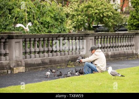 Un homme se nourrit les pigeons à St Patrick's Park à Dublin, Irlande. Banque D'Images