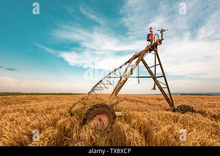 L'irrigation agricole avec des machines automatisées de sprinkleurs mûres cultivées champ d'orge pour l'arrosage des cultures Banque D'Images