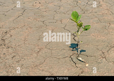 Seule l'usine de soja est de plus en champ cultivé Banque D'Images